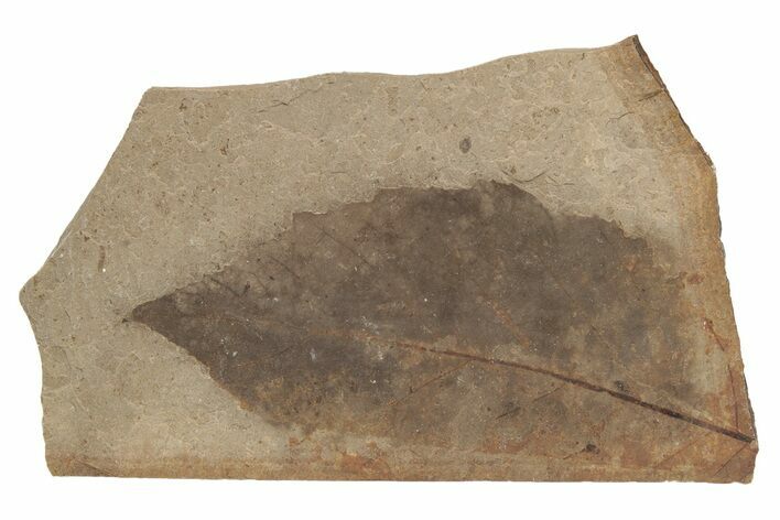 Fossil Leaf (Fagus) - McAbee, BC #226104